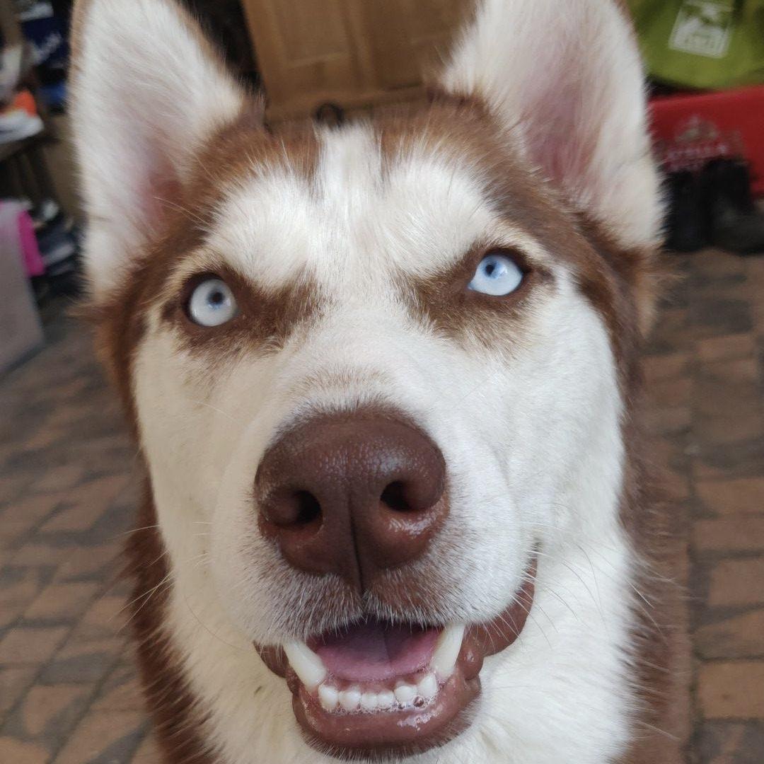 Lex, the real Siberian Husky behind Lex The Husky